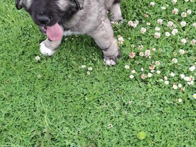 IKC Registered Caucasian Shepherd Dog